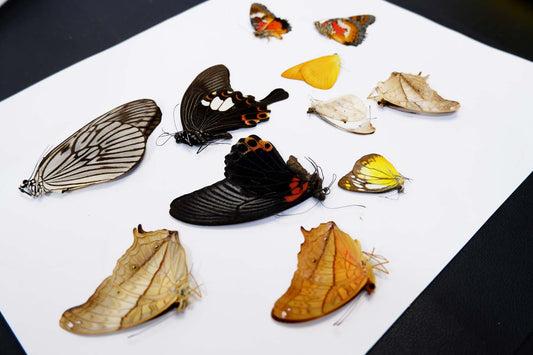 Butterflies (Unpinned)