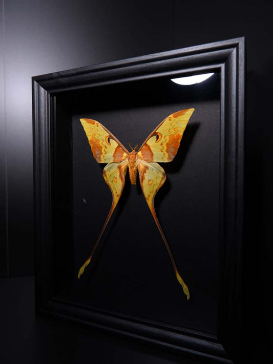 Malayan Luna Moth Frame