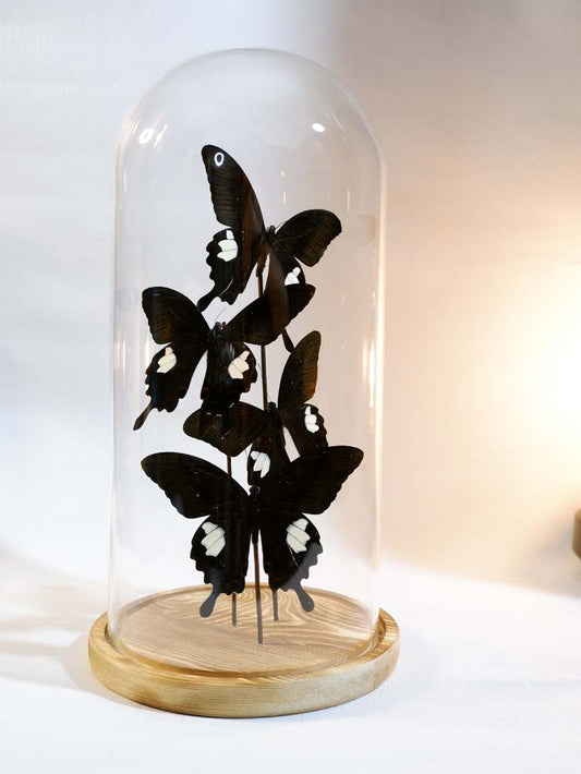 Red Helen Butterfly Dome