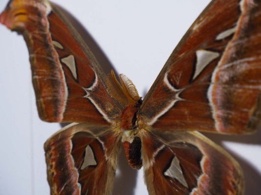 Atlas Moth Frame