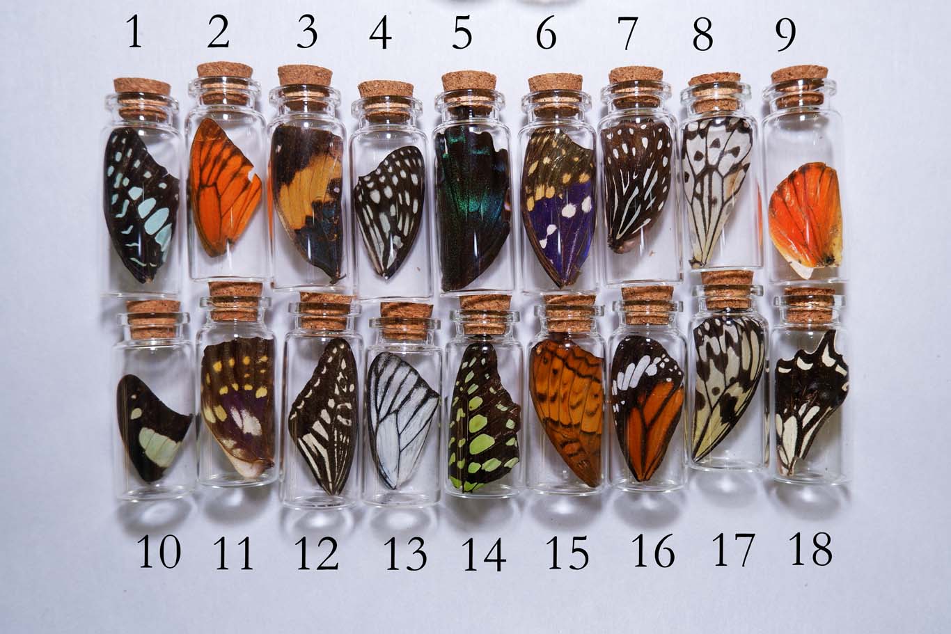 Butterfly Wing Vial
