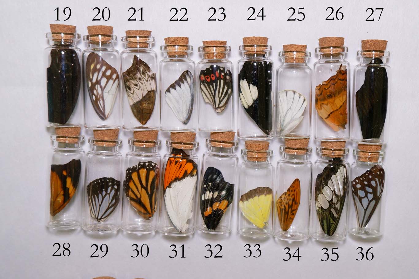 Butterfly Wing Vial