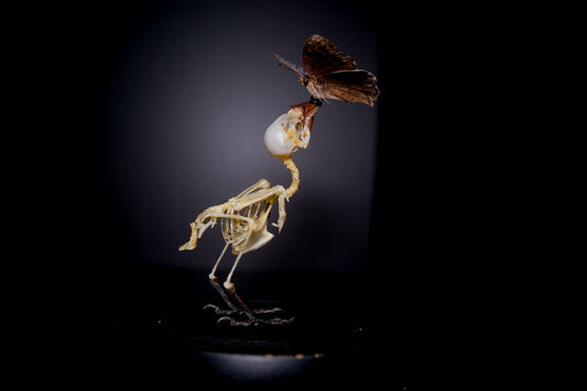 Finch Skeleton (Adult)