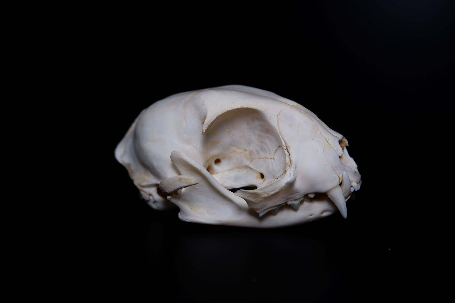 Cat Skull (Adult)