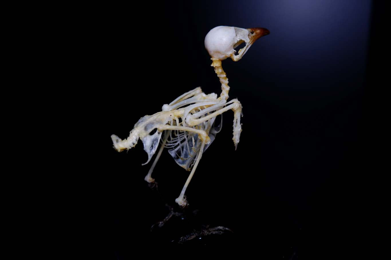Pigeon Skeleton (adult)