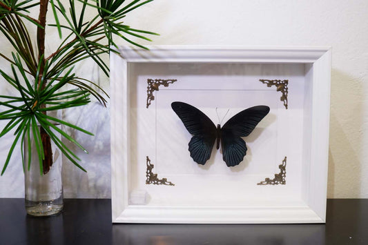 Great Mormon Butterfly Frame