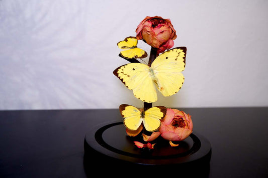 Yellow Butterfly Dome