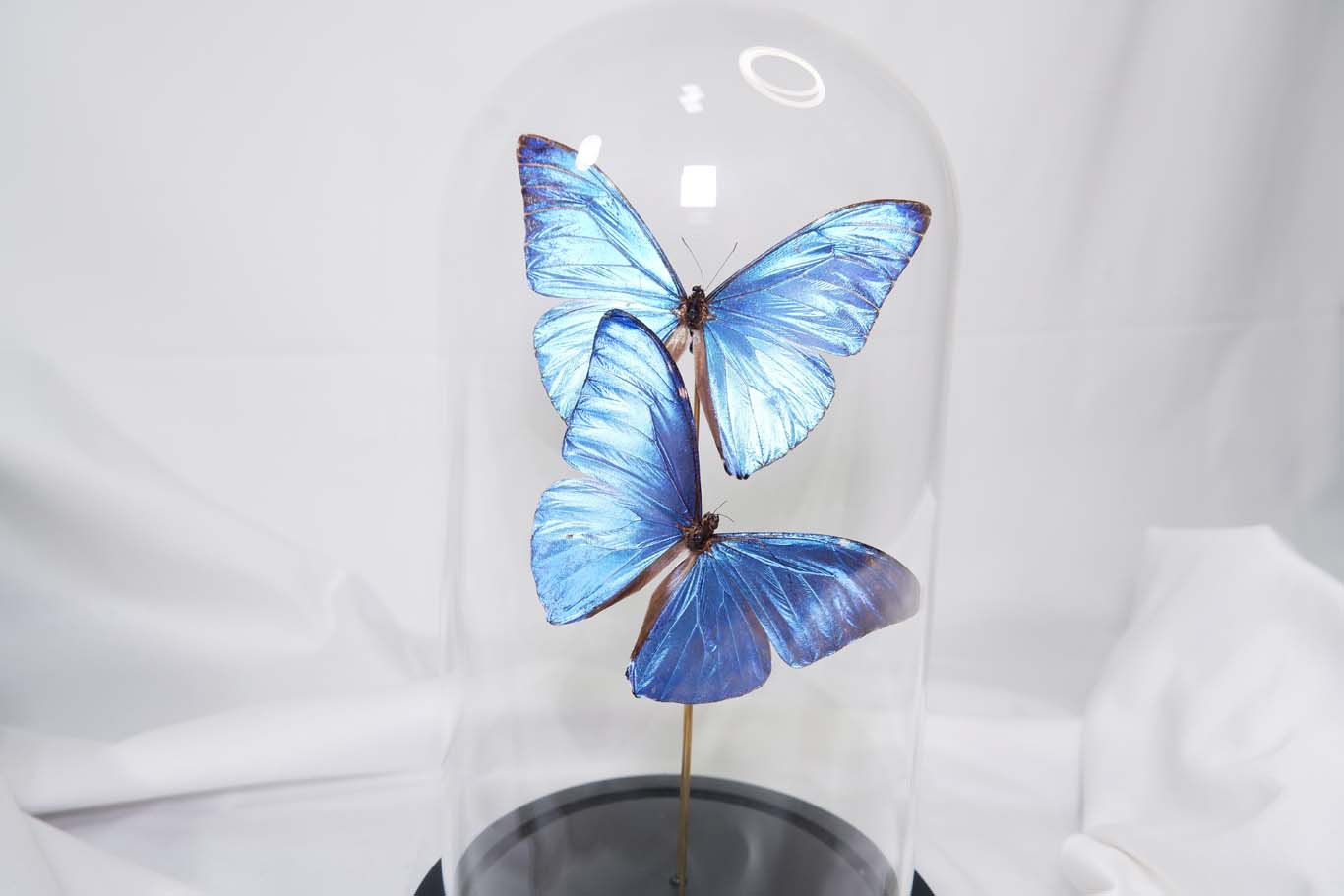 Morpho Adonis Dome