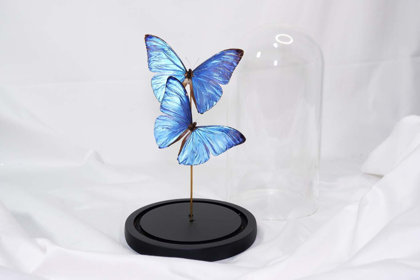 Morpho Adonis Dome