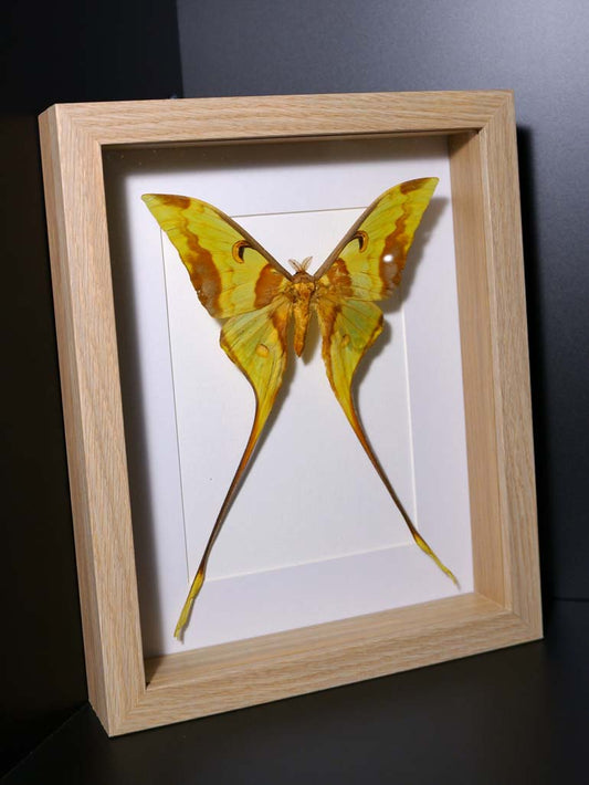 Malayan Luna Moth Frame
