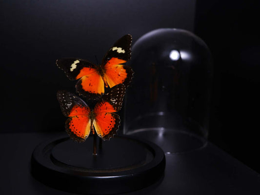 Leopard Lacewing Butterfly Dome