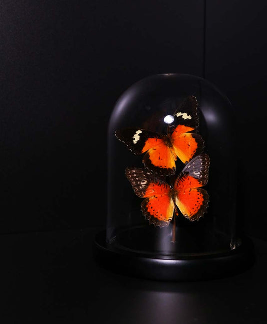 Leopard Lacewing Butterfly Dome