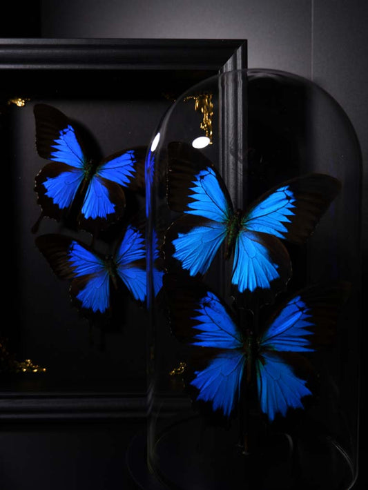 Ulysses Butterflies