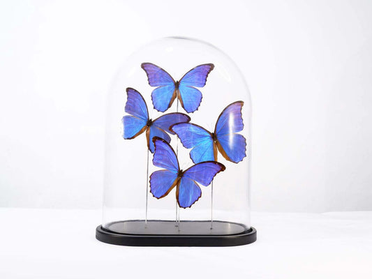 Morpho didus Butterfly Dome