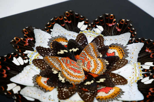Mandala Butterfly Frame (Wrath)
