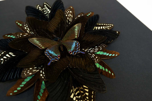 Mandala Butterfly Frame (Envy)