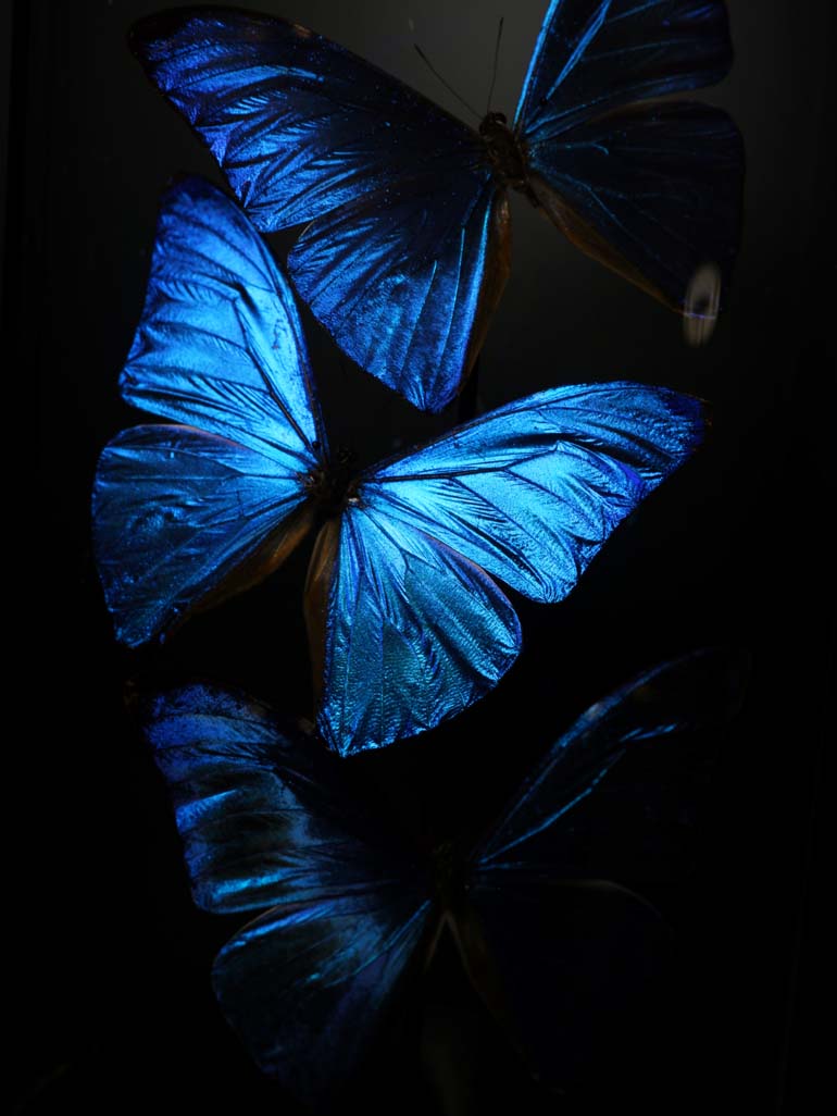 Morpho Adonis Dome