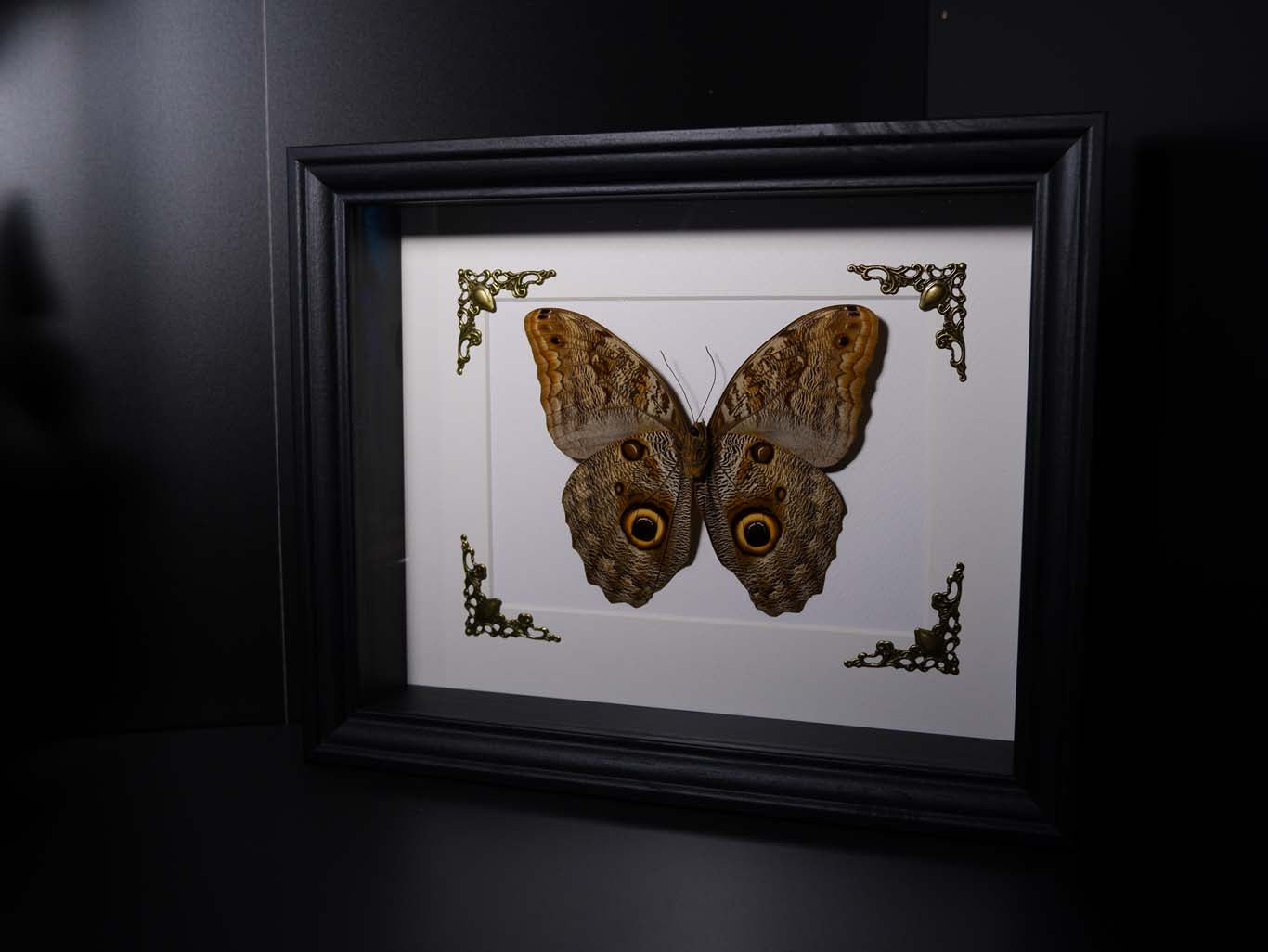 Giant Forest Owl Frame