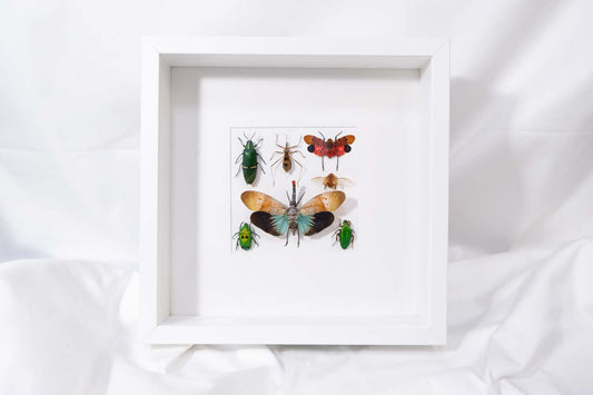Insect Collection Frame (1)