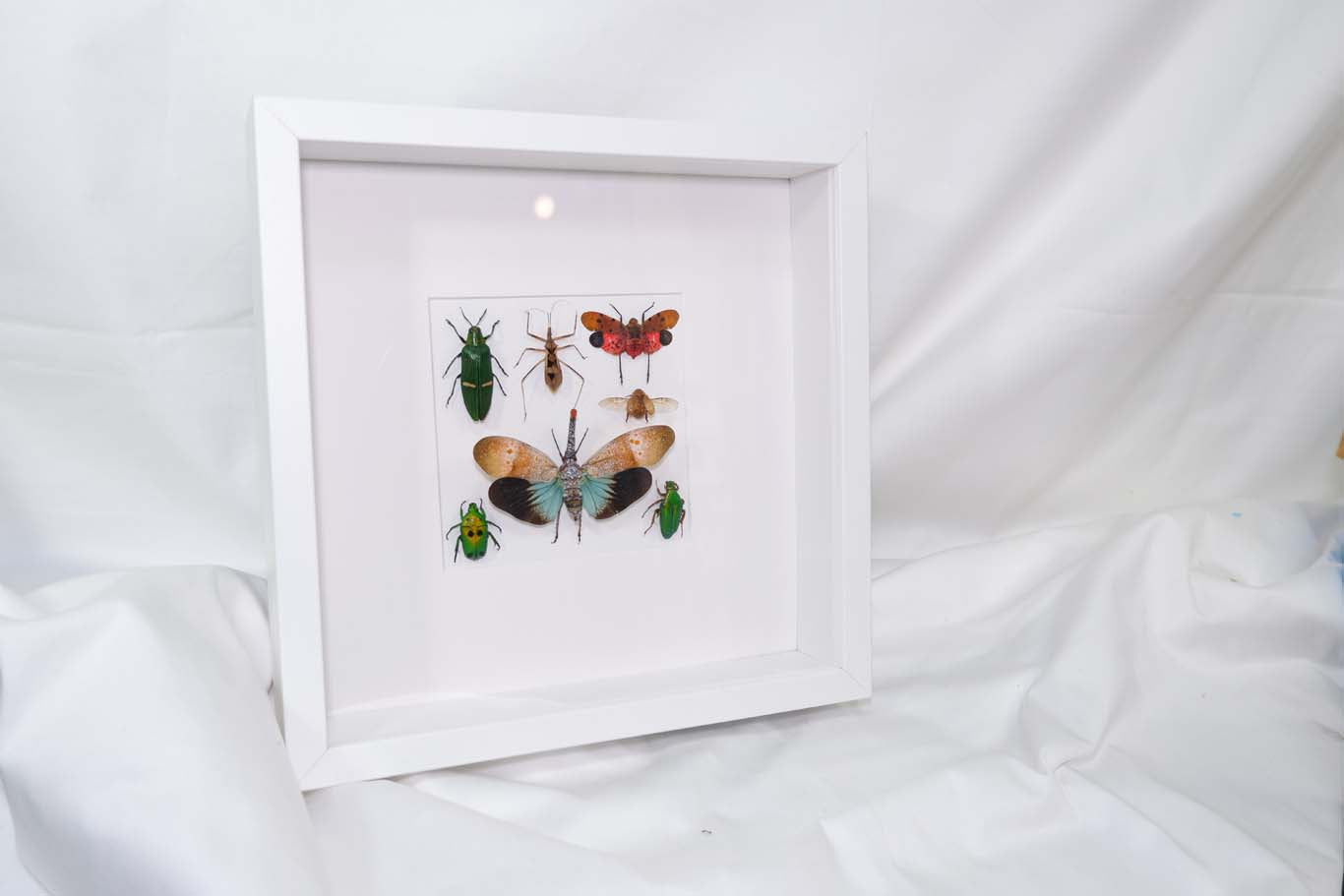Insect Collection Frame (1)