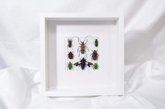 Insect Collection Frame (2)
