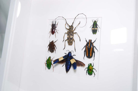 Insect Collection Frame (2)