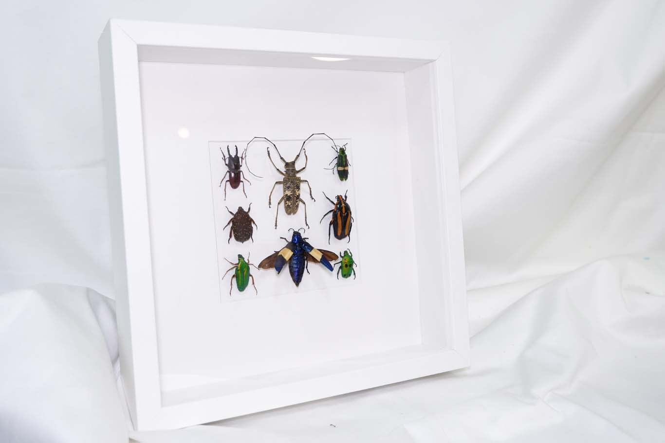 Insect Collection Frame (2)