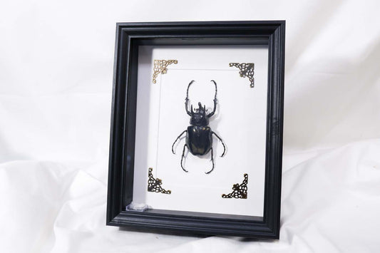 Rhino Beetle (Atlas Beetle) Frame