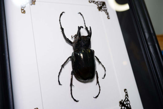 Rhino Beetle (Atlas Beetle) Frame