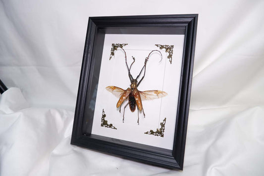 Long Horn Beetle (1)