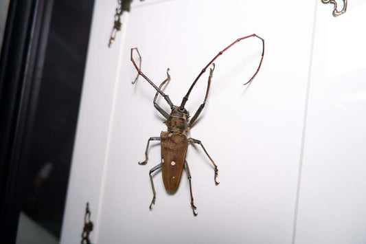 Long Horn Beetle (2)